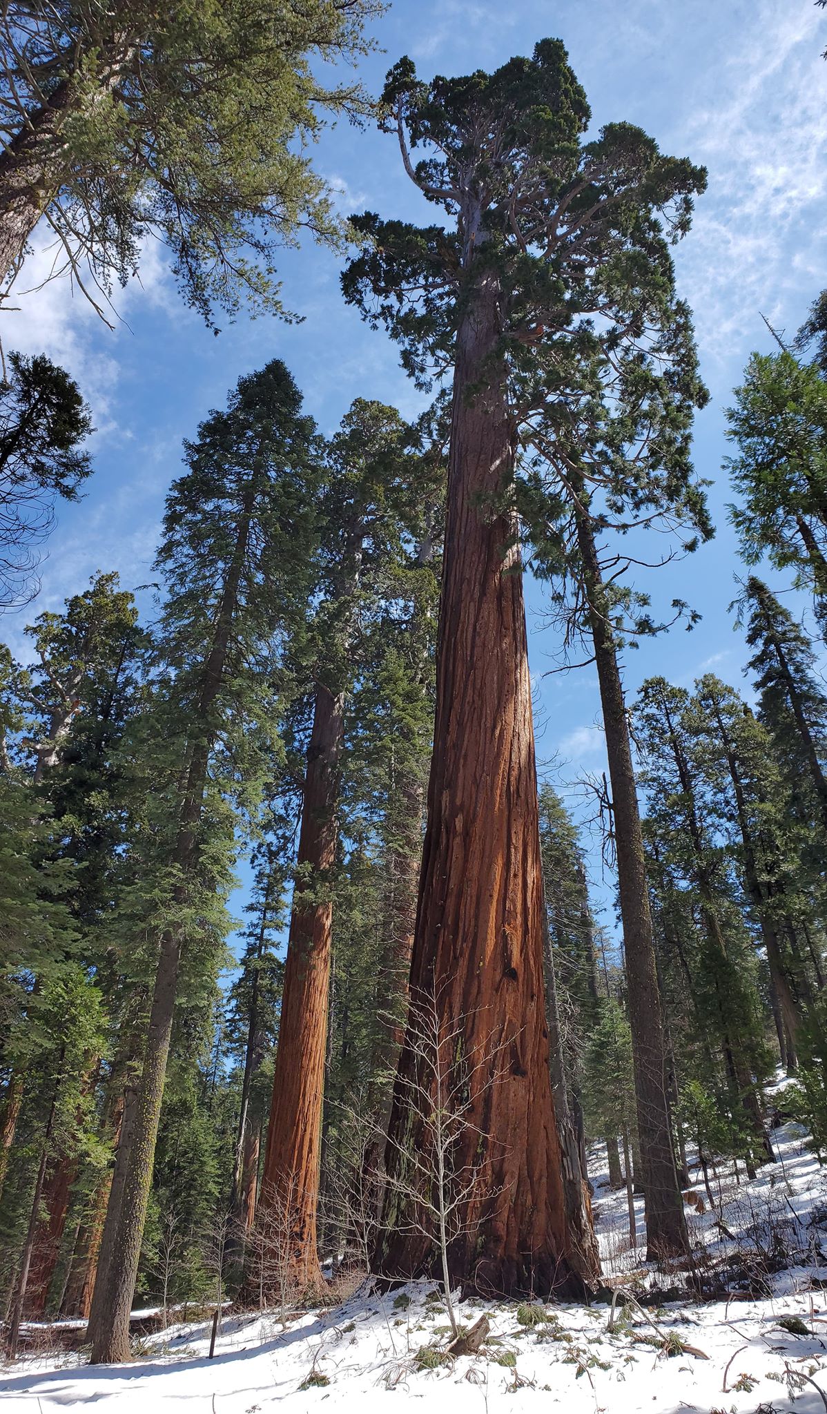 Mature giant sequoia with snow around the base. 